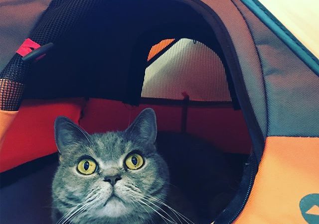 Cat Lover’s Rejoice: There’s Now A Mini Camping Tent Purrfect for Adventure Cats