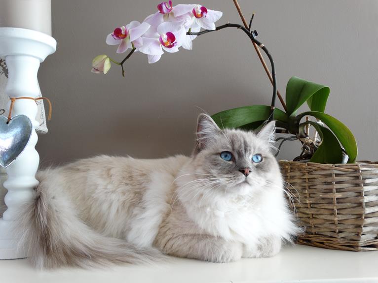 allergen free indoor cat breeds