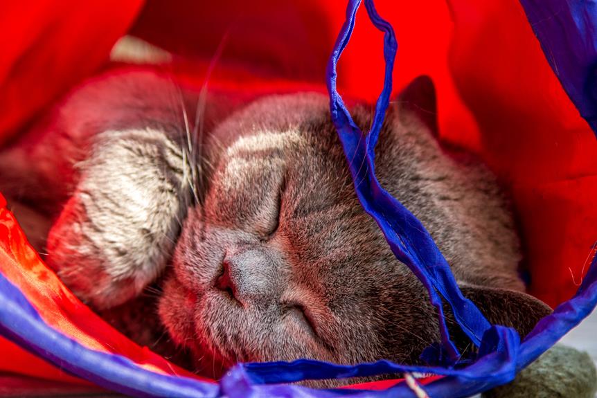 indoor cat fun tunnel