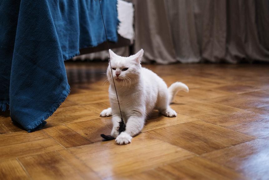 indoor cat playtime enhancement