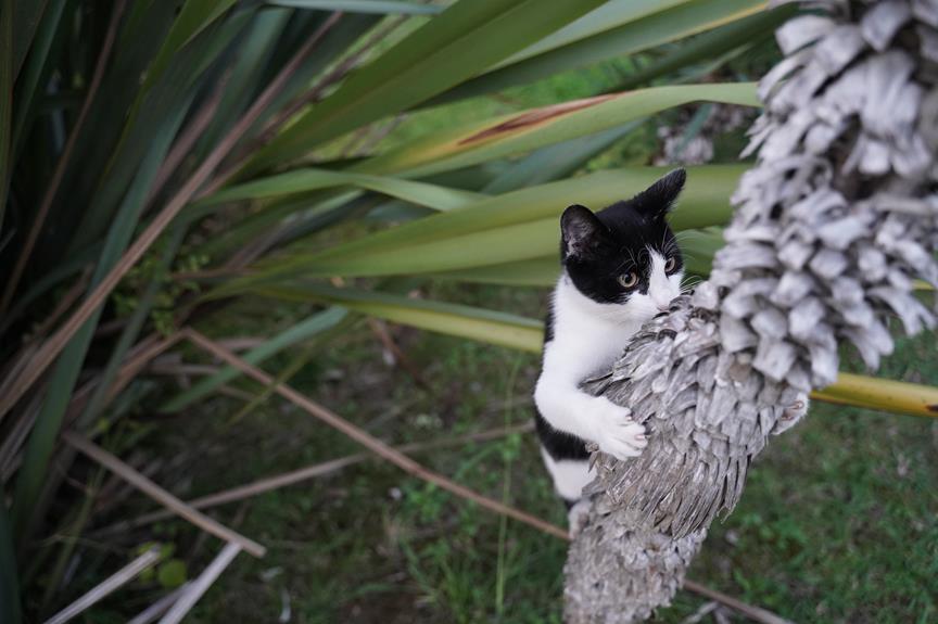 indoor cats find tree bliss