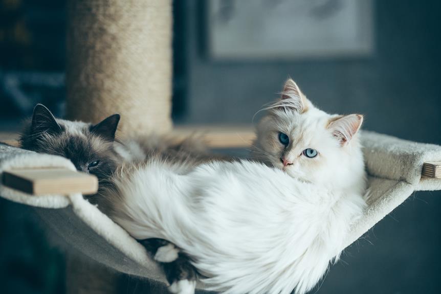 indoor friendly cat breeds