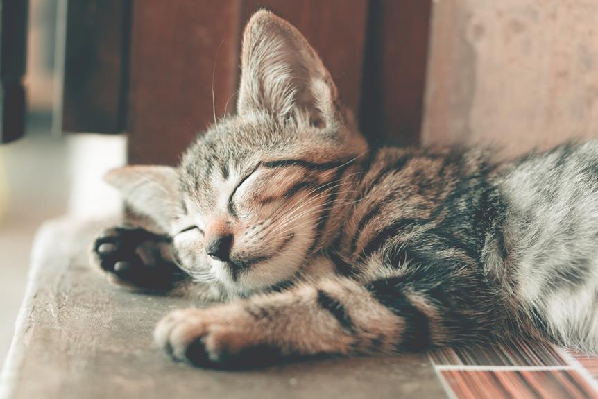 indoor living for happy cats