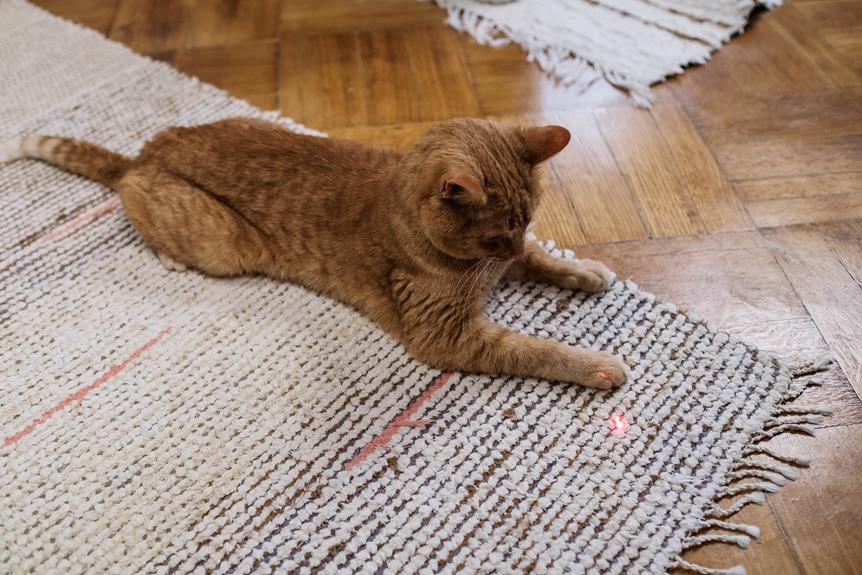 laser pointers for indoor cats