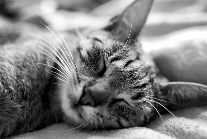 striking coat patterns in indoor cats