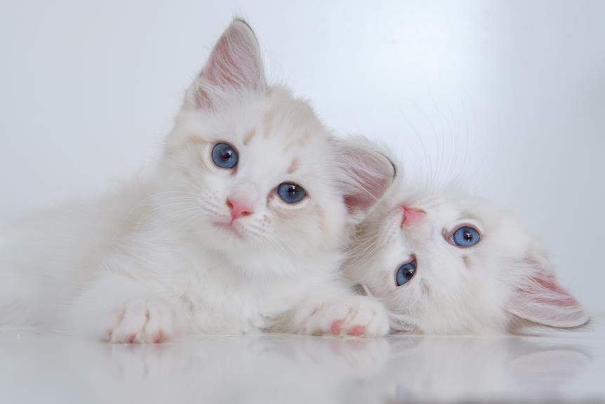 surprising bestie friendly indoor cats