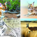 exotic cat breeds wild origins