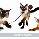 feline breeds resembling canines