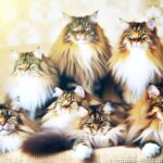 fluffiest long haired cat breeds