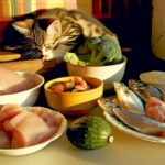 homemade kitten meals recipes