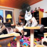 large family friendly cat breeds