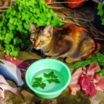 raw diet for cats benefits