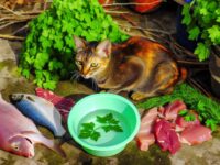 raw diet for cats benefits